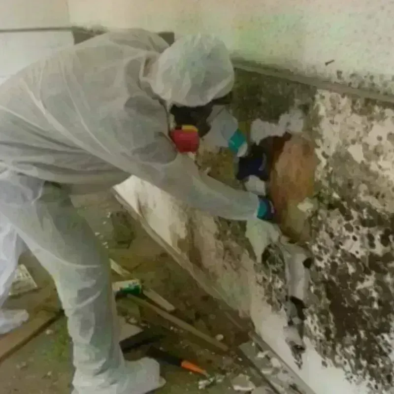 Mold Remediation and Removal in Zionsville, IN